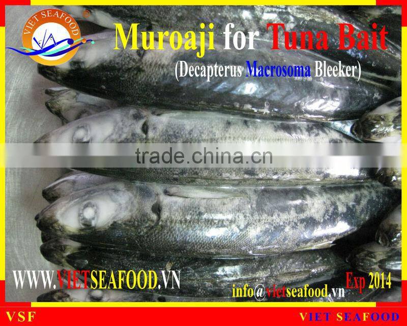 FROZEN W/R MUROAJI FOR TUNA BAIT