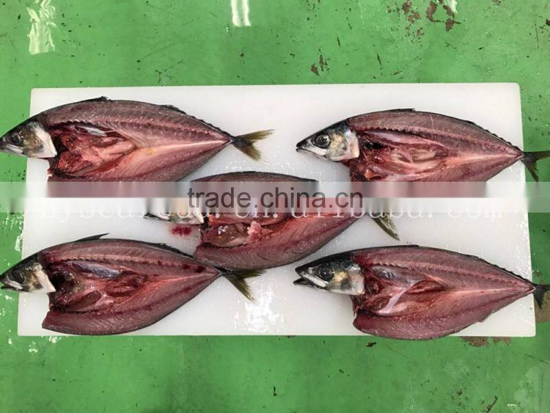 Frozen W/R Japan Mackerel
