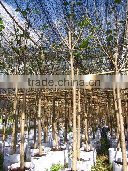 Hibiscus tiliaceus trees