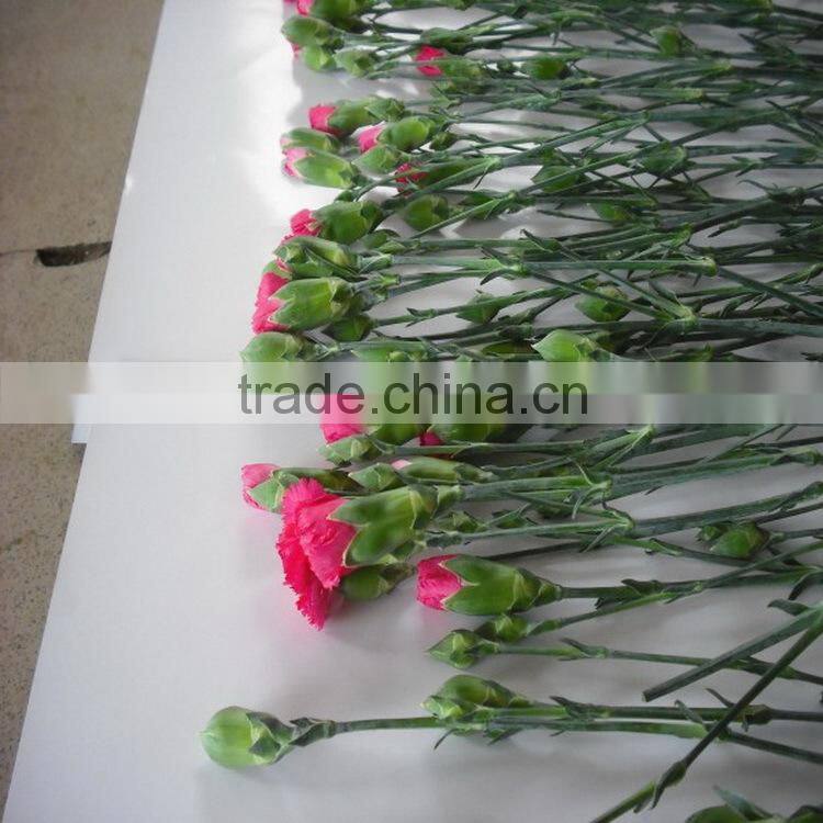 Elegant in smell factory direct high quality flower carnation