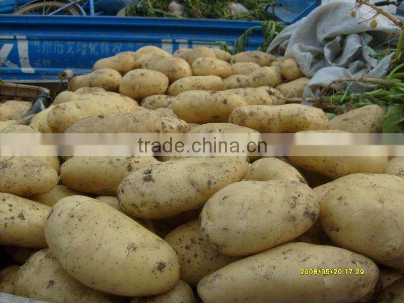 new crop fresh potato