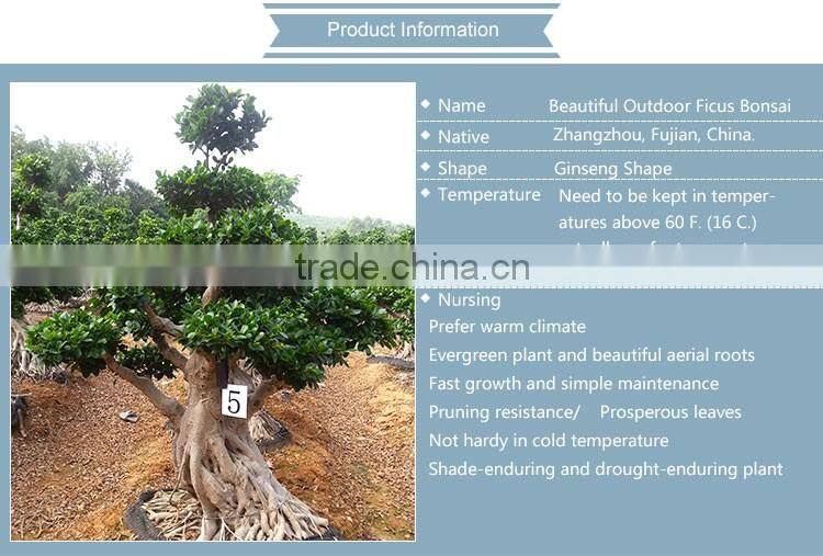 unique large bonsai tree for sale