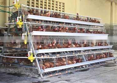20 years lifespan A type of poultry egg chicken layer cage price