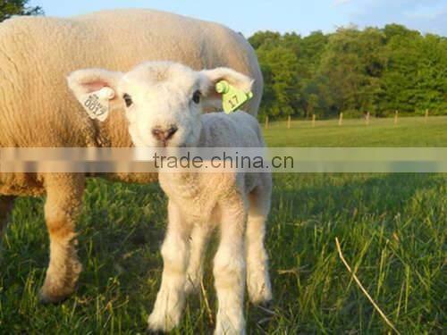 UHF RFID animal ear tags with barcode /qr code for tracking identification management