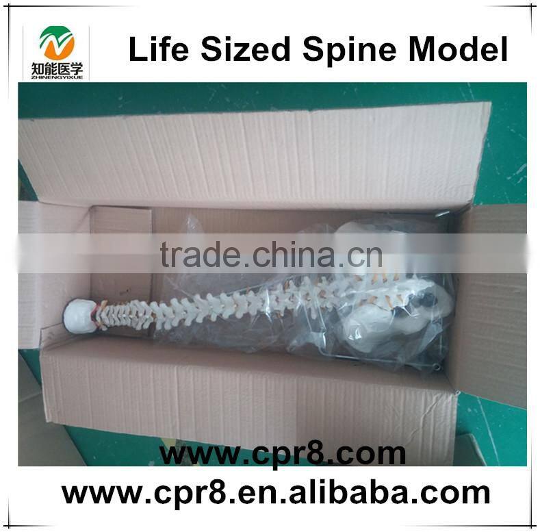 BIX-A1009 Life-Size vertebral column ,spine with pelvis model