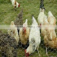 Galvanized Chicken wire mesh/Hexagonal wire netting( factory ISO9001 )
