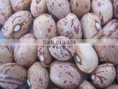 Light Speckled Kidney Bean 2010 long shape