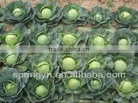 Round Shaped Cabbage Price Of Green Cabbage