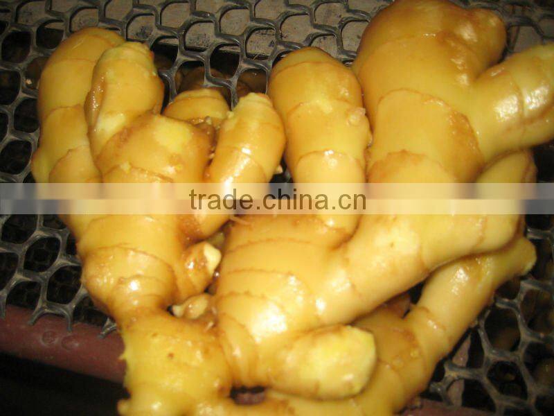 fresh ginger good chinese spicy
