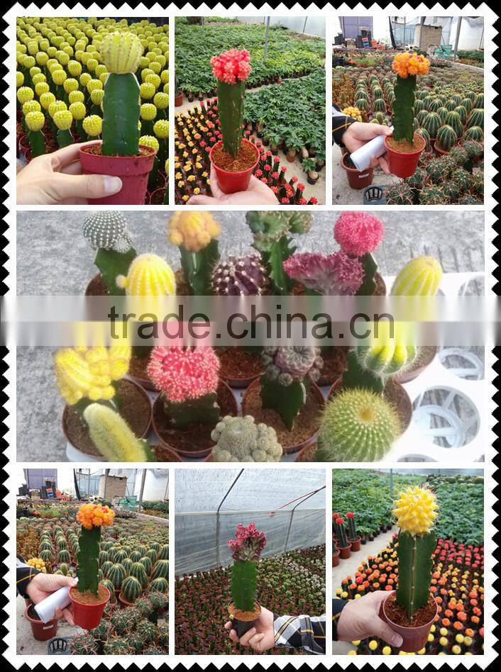 Cactus And Succulent Nursery