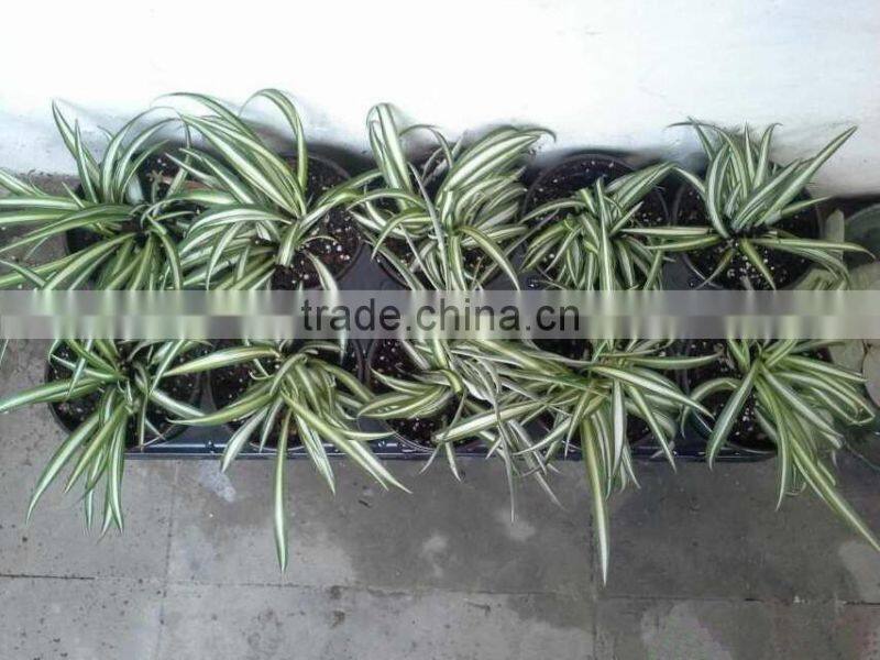 12.5CM Deep 10 Pack Shuttle Pot Carrier