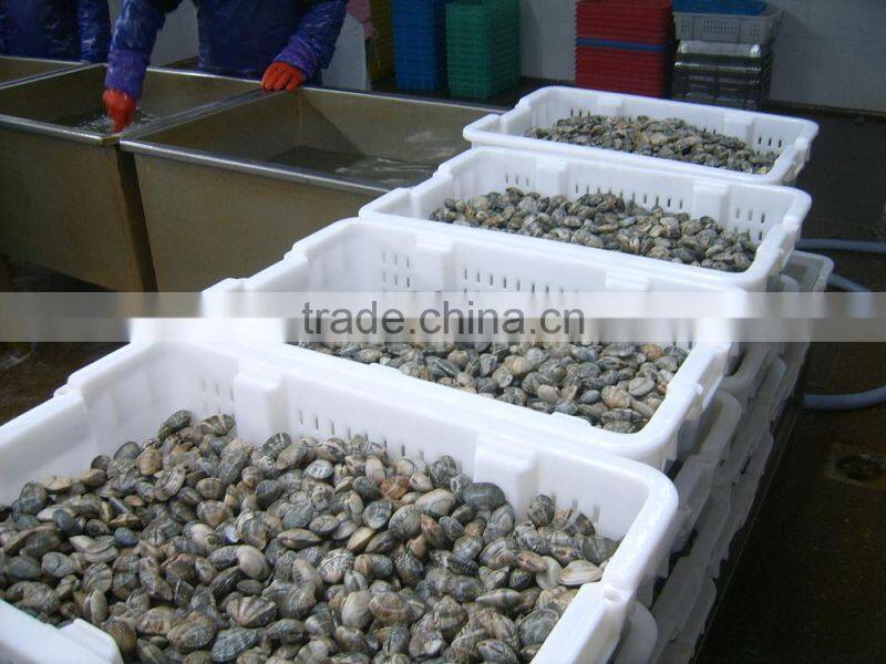 seafood frozen canned baby clam