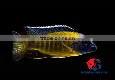 Malawi cichlid fish farm and exporter