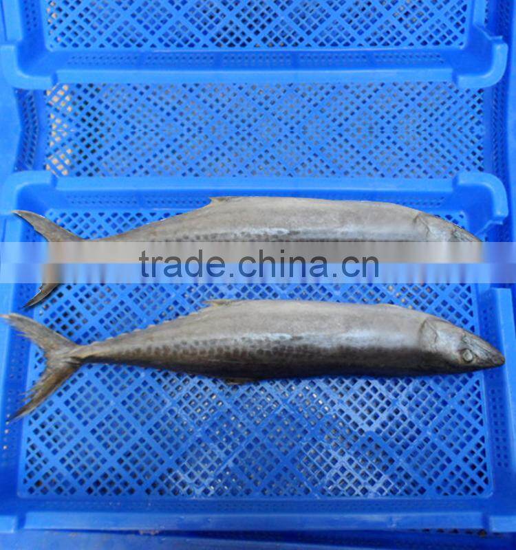 frozen spanish mackerel+frozen pacific mackerel