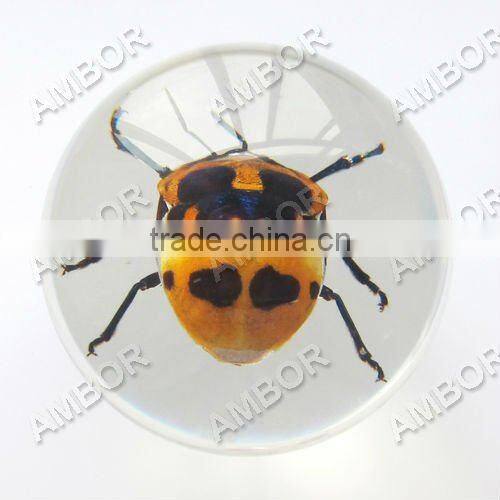New design acrylic half ball with real ember embedded for promotional gift