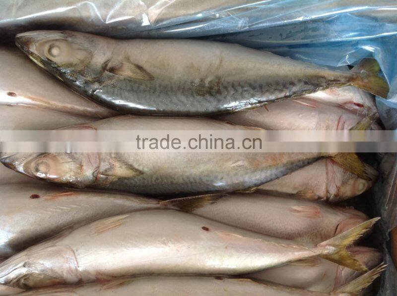 Frozen Mackerel Caught by Light Seine 300-400g
