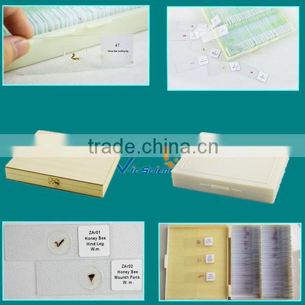 medical parasitological prepard slides amoeba section set