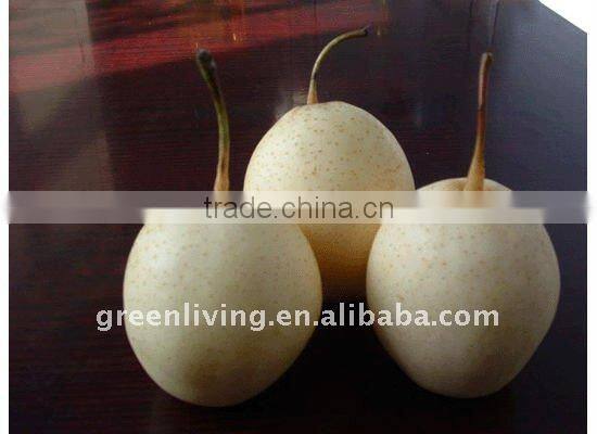 Chinese Snow Pear