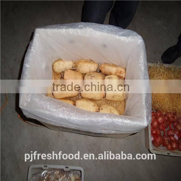Fresh root of Lotus/ Lotus root whole or sliced