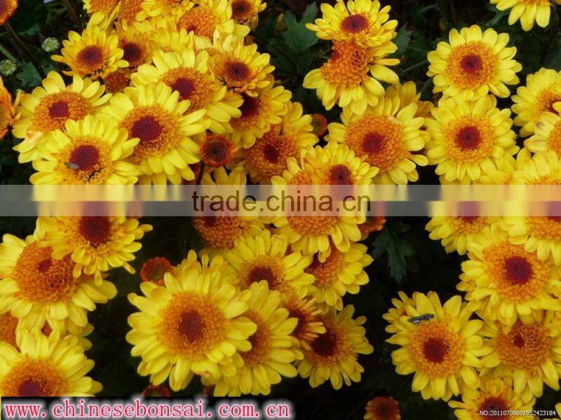 Chrysanthemum