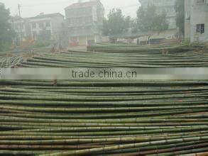 Nature Dried Bamboo Pole diameter 2-10cm Height 6m for sale