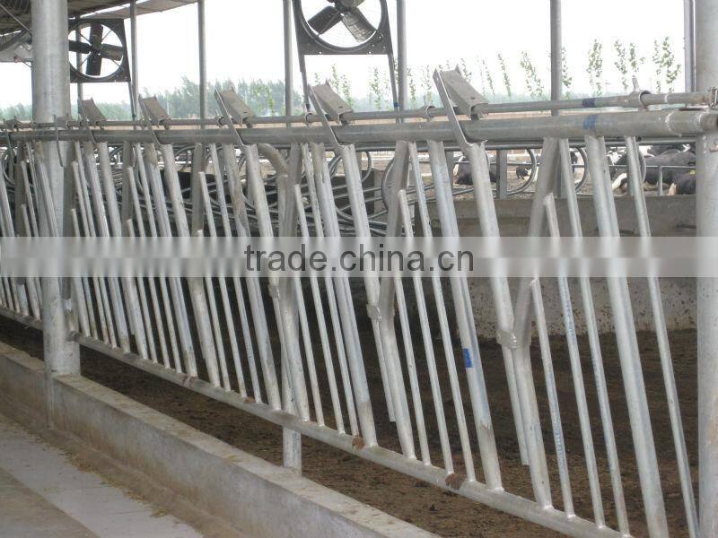 self locking stanchions for cow