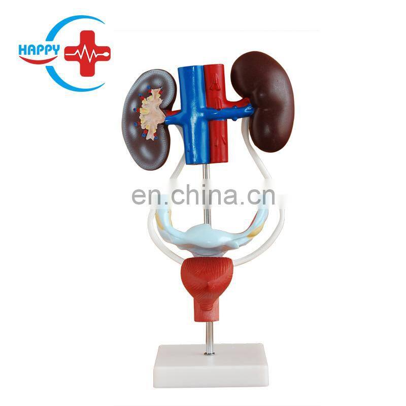 HC-S272 Medical school teaching anatomy female genital organ model