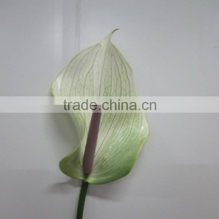 Exquisite top sell new product yellow african antirrhinum flowers