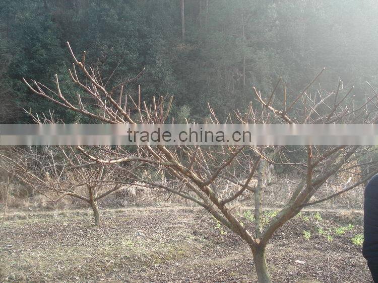 OEM hot selling GX25 single blade hedge trimmer attachment