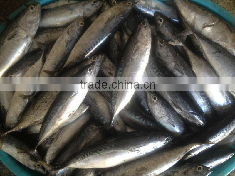 TOP Qualiyt 750g up frozen bonito tuna for market