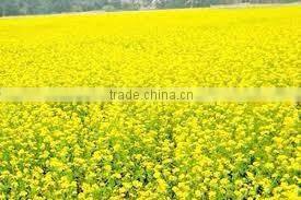 Honey from India / Mustard Honey / Ber Honey / Multi Flora Honey