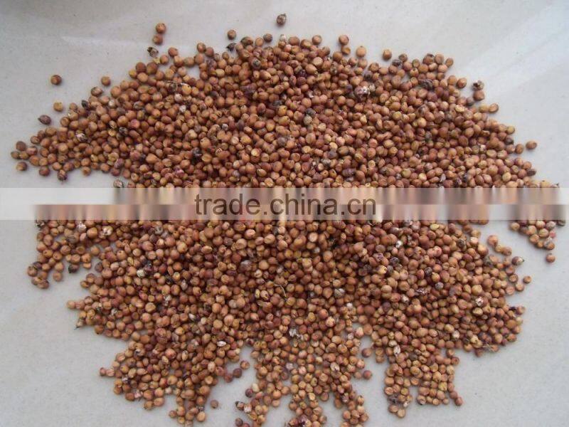 Price Of Red Sorghum