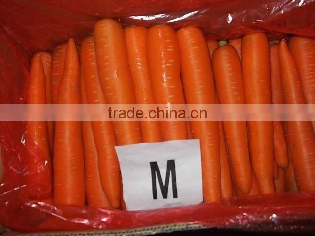 red carrot of 2014 fresh product(rich in nutrition)