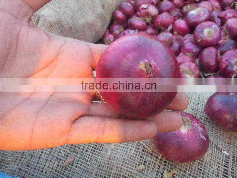 fresh red onion from China