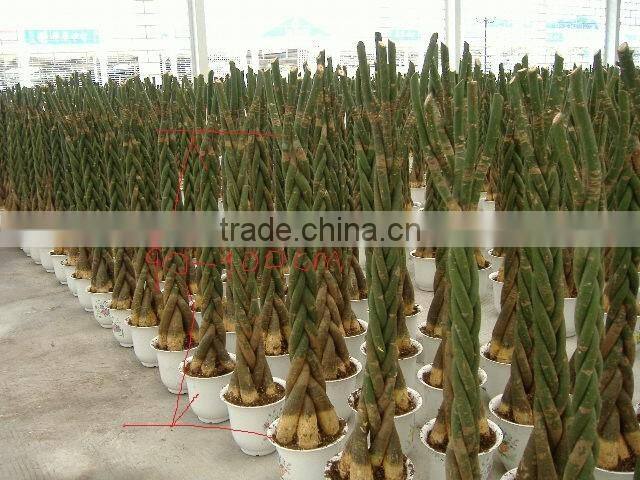 Indoor Potted 5- braids Pachira Aquitica money tree bonsai