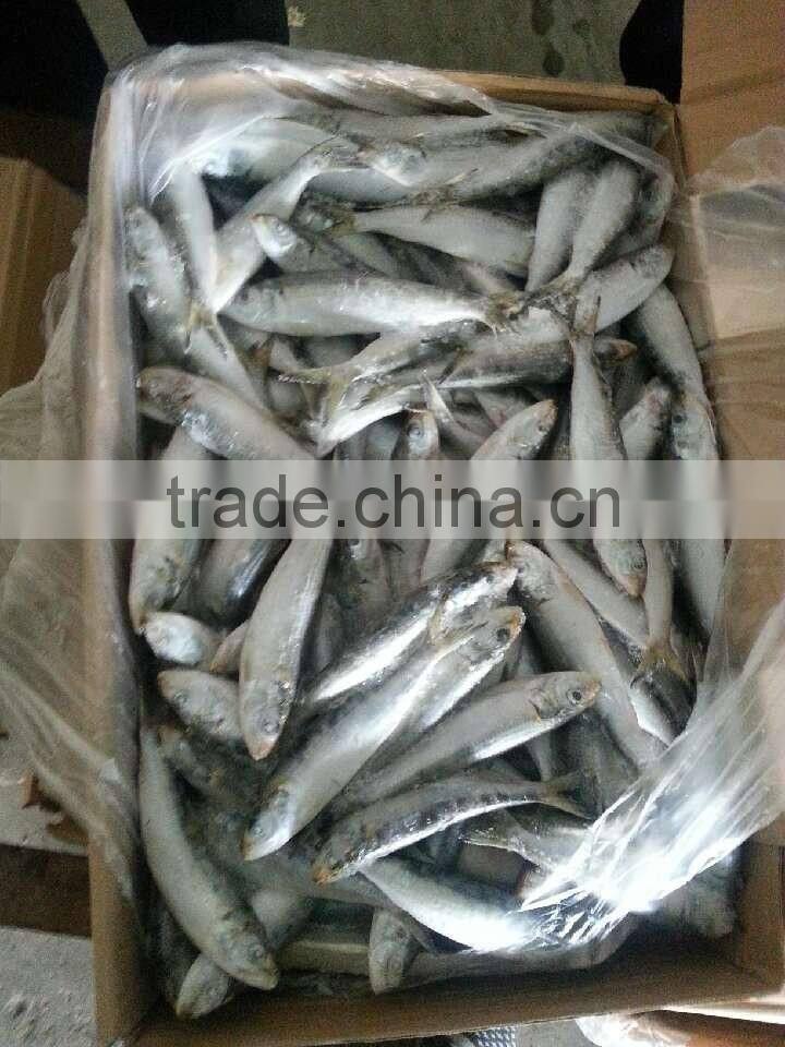Seafood Frozen Sardine Fish For Tuna Bait