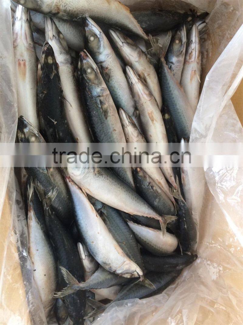 frozen mackerel hot selling