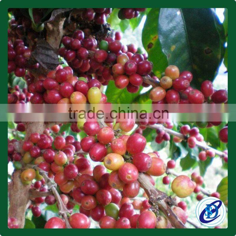 Bulk raw coffee beans, 100% Laos arabica coffee beans