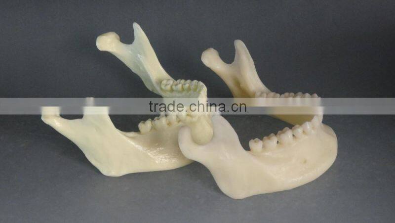 Dental simulation mandibular model DEA-41