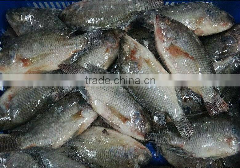 frozen tilapia fillet price for sale