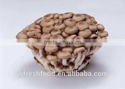Brown Shimeji