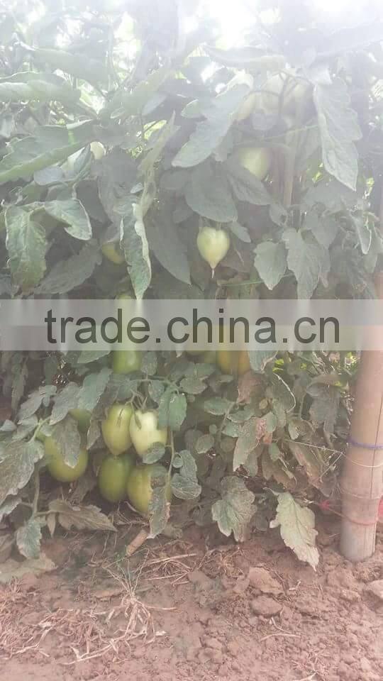 Red Jumbo F1 Hybrid Tomato Seeds
