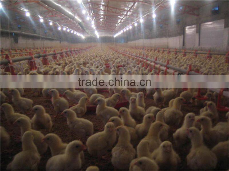 Poultry Farm Design Layout Automatic Broiler Feeding System Agricultural Equipment for Chicken House/Shed/Coop/Hangar/Barn