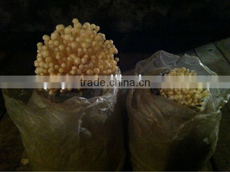 best quality hdpe 100% new material plastic film greenhouses for mushroom