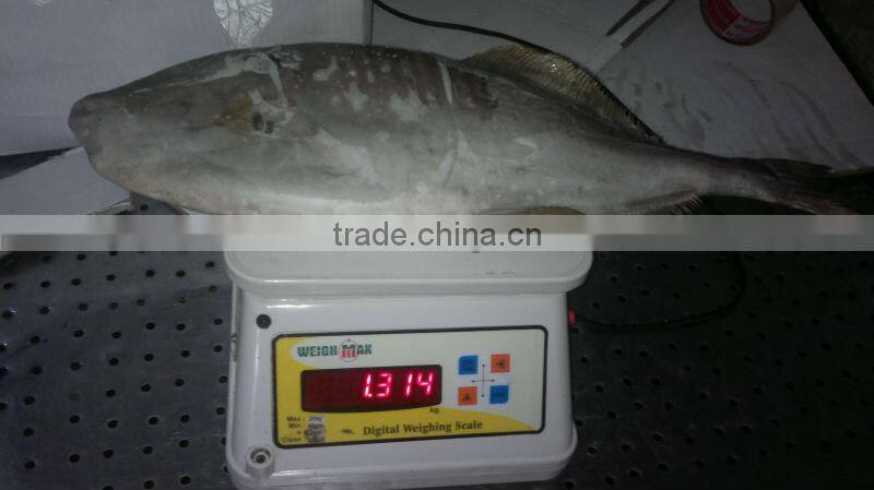 frozen leather jacket fish whole