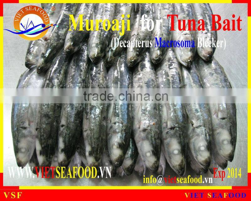 MUROAJI FOR TUNA BAIT