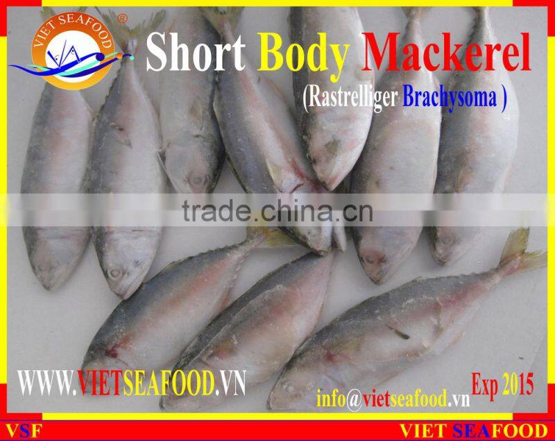FROZEN SHORT BODY MACKEREL WHOLE ROUND