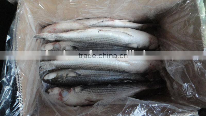 frozen grey mullet