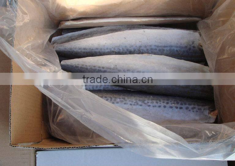 Frozen spanish mackerel fillets