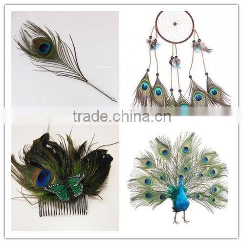 Natural Artificial Hobby Lobby Peacock Feathers